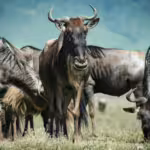 Hidden Giants: Unique Terrestrial Herd Animals and Their Vital Role in Ecosystems