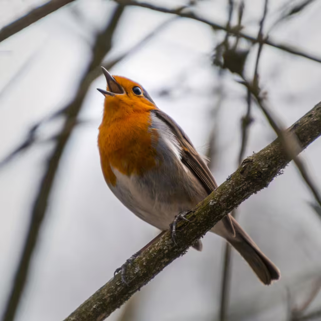 Nature’s Singers: Unique Songbirds and Why They Are Essential to Their Environments