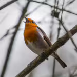 Nature’s Singers: Unique Songbirds and Why They Are Essential to Their Environments