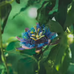 Lost Forever: Plants That Were Driven to Extinction by Human Activity