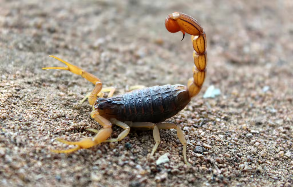 Nature’s Hidden Gems: Rare Insects and Arachnids and Their Ecosystem Superpowers