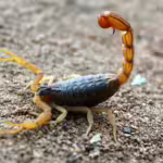 Nature’s Hidden Gems: Rare Insects and Arachnids and Their Ecosystem Superpowers