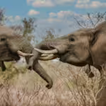 Amazing Land Animals and Why They Matter to Nature
