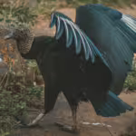 Winged Wonders: Unusual Birds and the Ecosystems That Depend on Them