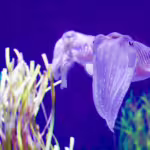 Hidden Gems of the Deep: Rare Crustaceans and Mollusks and Their Role in Ecosystems
