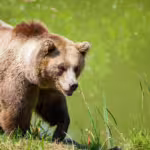 Adapting on the Edge: How Terrestrial Animals Are Evolving to Survive Ecological Crisis