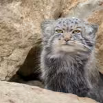 Silent Shadows: Rare Wild Cats and Their Hidden Role in Nature