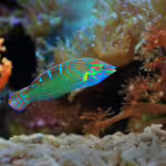 Hidden Marvels: Unusual Marine Species with Extraordinary Adaptations