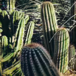 Survivors of the Extremes: A Study of The World’s Most Unusual Plants and Their Ecosystem Superpowers