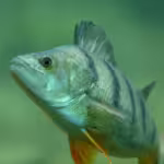 Troubled Waters: Invasive Aquatic Species and Their Effect on Ecosystems