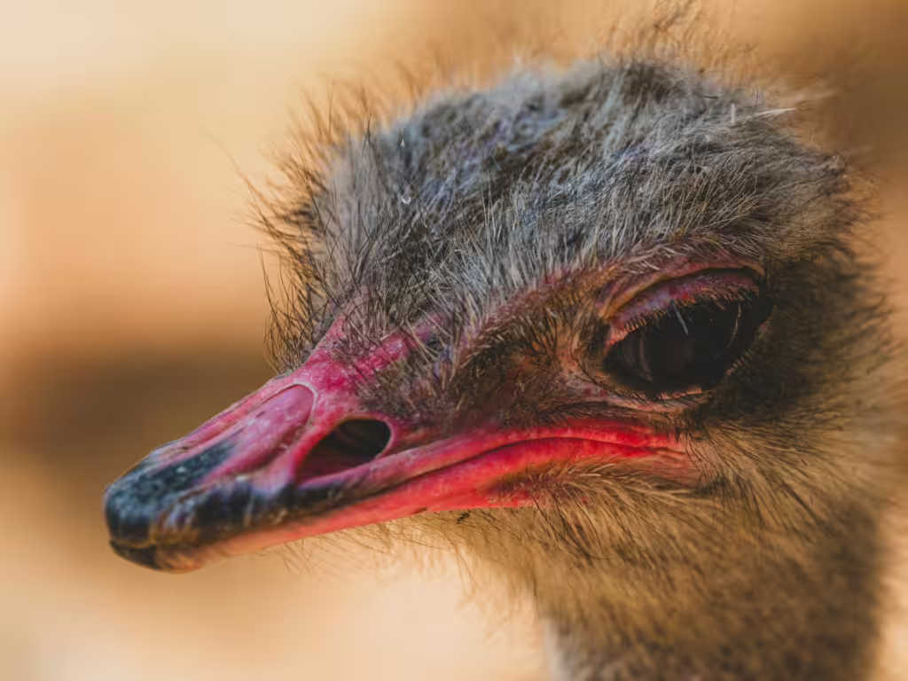 Flightless Birds: Extinct and Rare Species That Once Roamed Our Planet