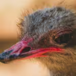 Flightless Birds: Extinct and Rare Species That Once Roamed Our Planet