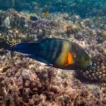 Parrotfish and Other Heroes of the Reef: How Marine Life is Fighting the Rising Tide