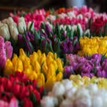 More Than Pretty: Flowers Humans Use Beyond Decoration