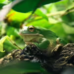 Incredible Frogs and Toads: Nature’s Amphibian Marvels