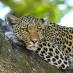 Giants of the Land: The Largest Terrestrial Predators on Earth