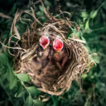 The Devoted Parents of the Bird World: Remarkable Avian Parenting Across the Globe