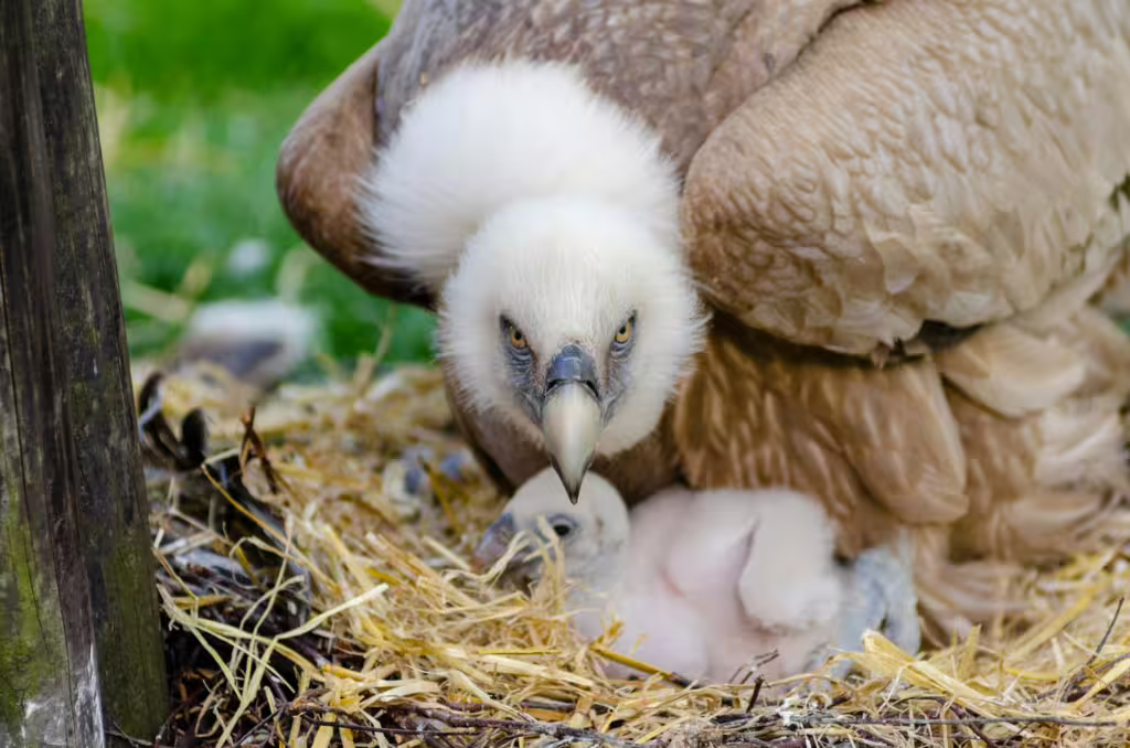 Skybound Guardians: How Avian Predators Raise Their Young
