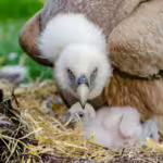 Skybound Guardians: How Avian Predators Raise Their Young