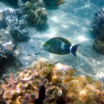 Underwater Nurturing: Extraordinary Examples of Aquatic Parenting