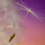 Wandering Greens: Plants That Move