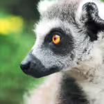 Lemurs: Evolutionary Wonders of Madagascar