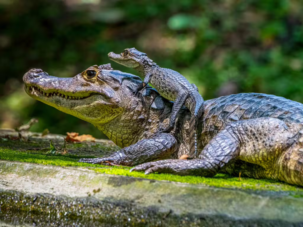 Cold-Blooded Caregivers: Surprising Parenting Behaviors in the Reptile World