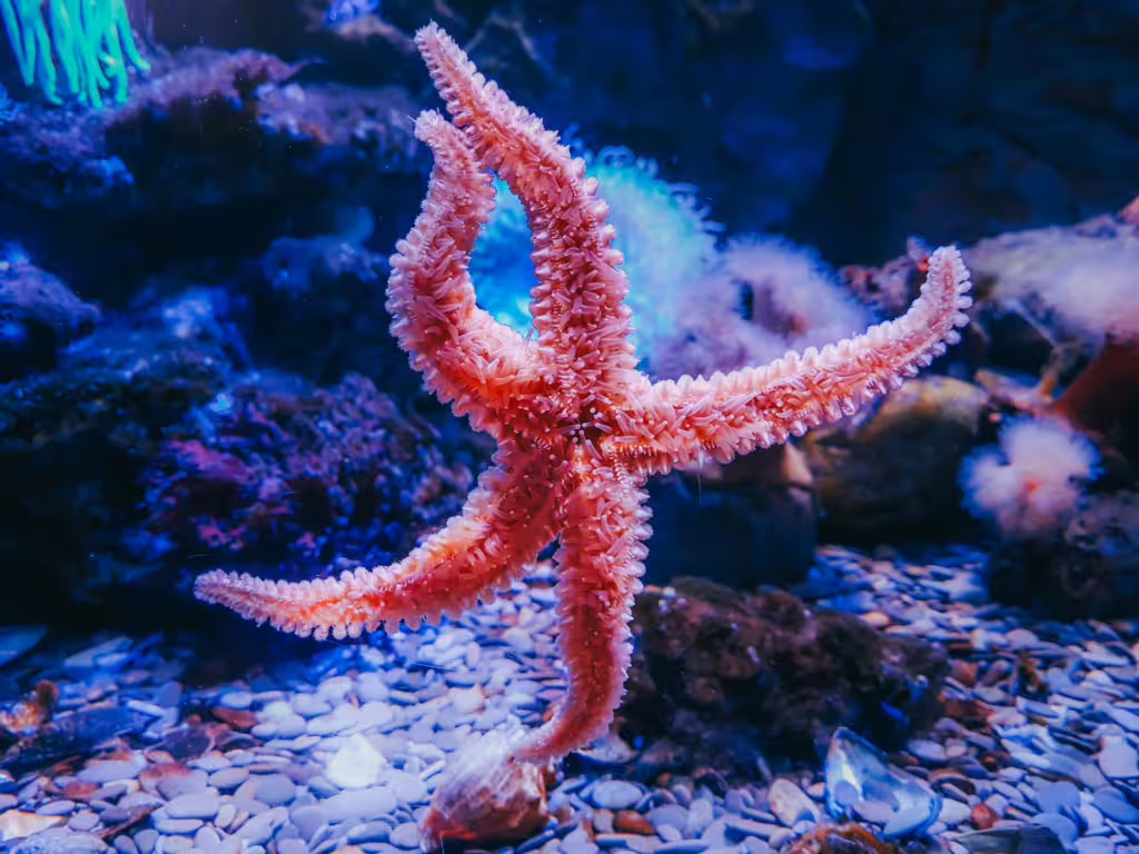 Stars of the Sea: The Amazing World of Starfish