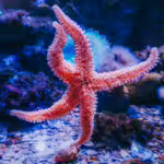 Stars of the Sea: The Amazing World of Starfish