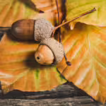 Discovering Edible Plants Native to North America
