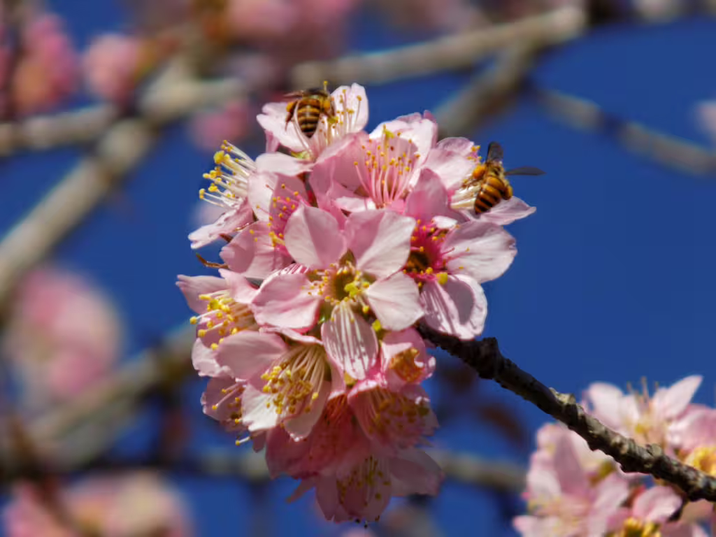Partners in Survival: Plants That Rely on Animals to Thrive