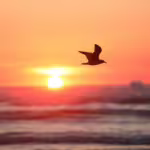 Masters of the Sky: How Birds Evolved to Fly