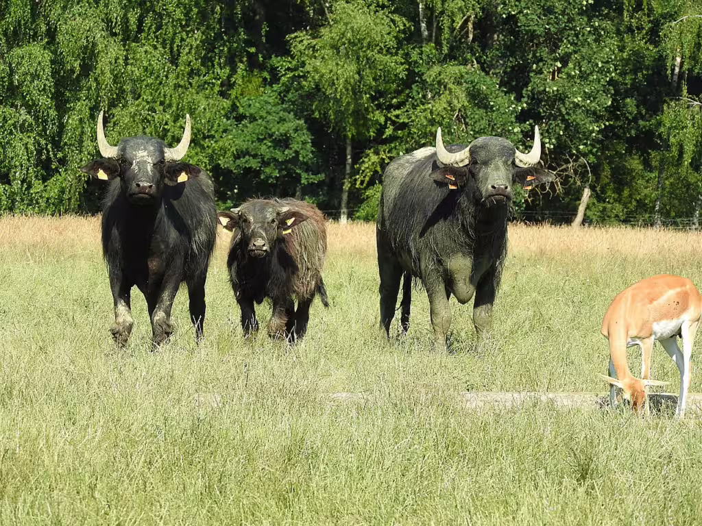 Nurturing in the Wild: How Asia’s Land Animals Raise Their Young