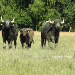 Nurturing in the Wild: How Asia’s Land Animals Raise Their Young