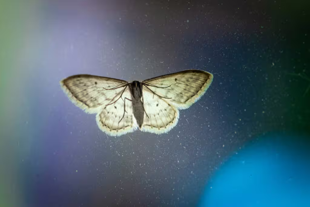 Life on the Wing: Animals That Spend Most of Their Lives in the Air