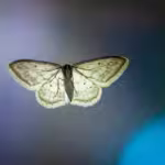 Life on the Wing: Animals That Spend Most of Their Lives in the Air