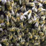 The Science of Swarming: Why Some Insects Move As A Unit