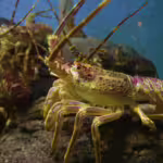 Lobsters and Crayfish: Freshwater and Saltwater Cousins of the Crustacean World