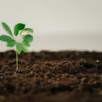 The Secret Life of Soil: Why Healthy Dirt Matters