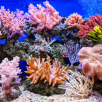Life Below in Numbers: Undersea Animals That Live in Large Groups
