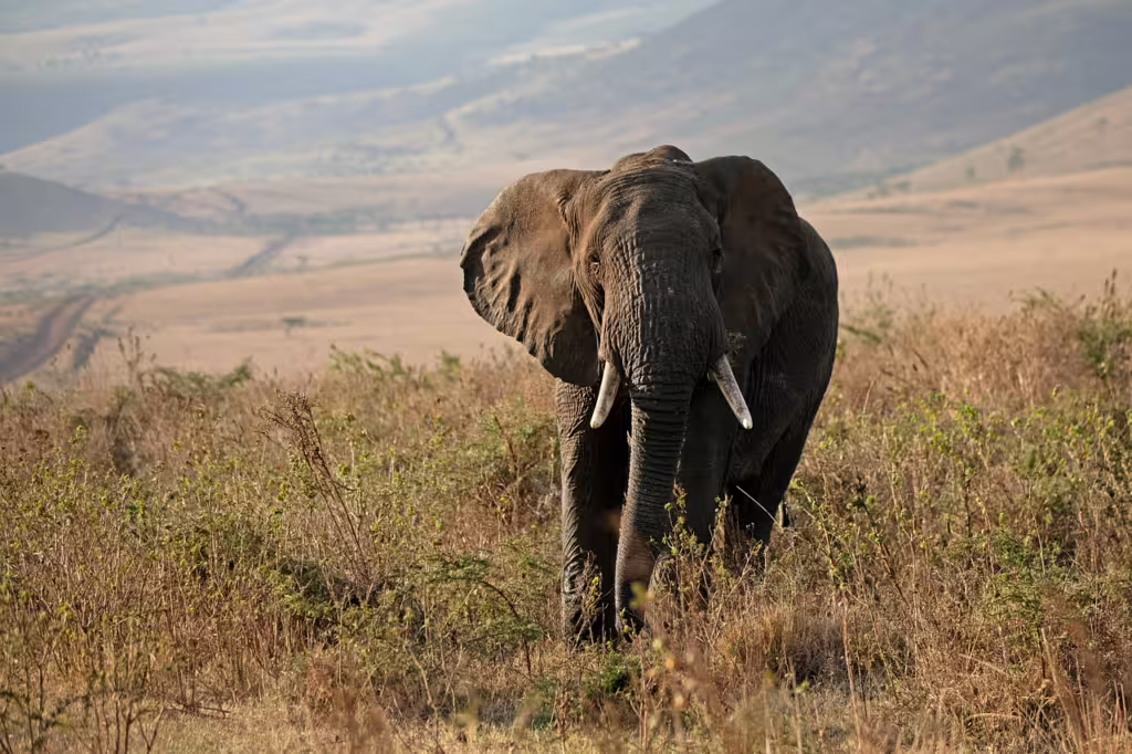 Architects of the Wild: How Ecosystem Engineers Shape the Natural World