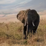 Architects of the Wild: How Ecosystem Engineers Shape the Natural World