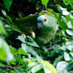 Hidden in Plain Sight: How Birds Use Camouflage to Survive