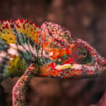 Madagascar: Island of Evolutionary Marvels