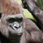 The Congo: A Living Heart of Africa’s Wild Heritage