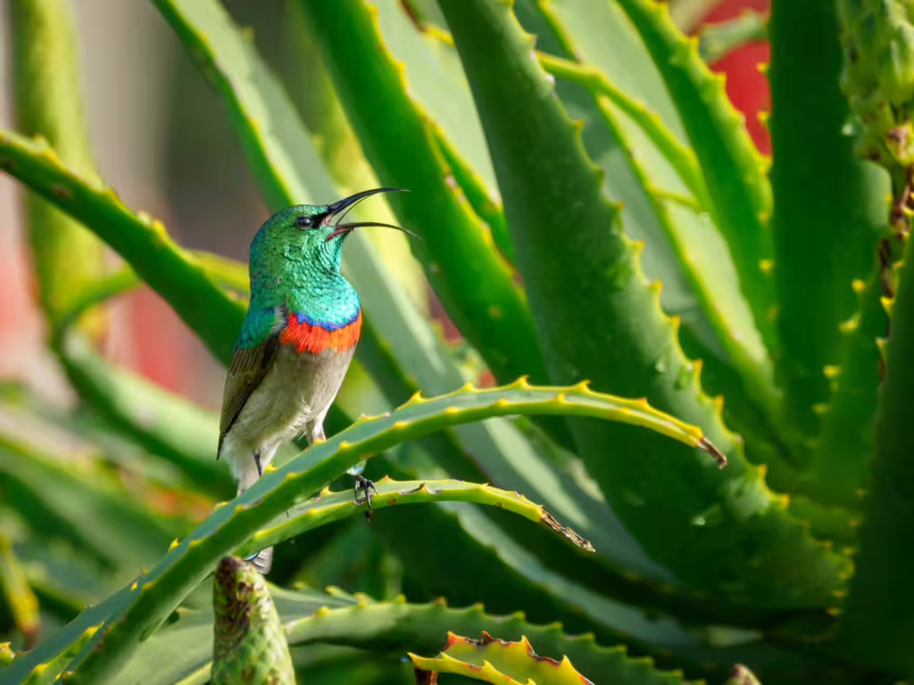 Horticultural Heroes: Plants with Superpowers