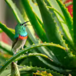 Horticultural Heroes: Plants with Superpowers