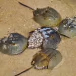 Ancient Survivors: Examining Prehistoric Marine Lineages