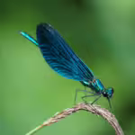 Shared Skies: Bats, Insects, and Other Masters of Flight