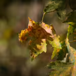Investigating The Autumn Palette: Why Do Leaves Change Color?